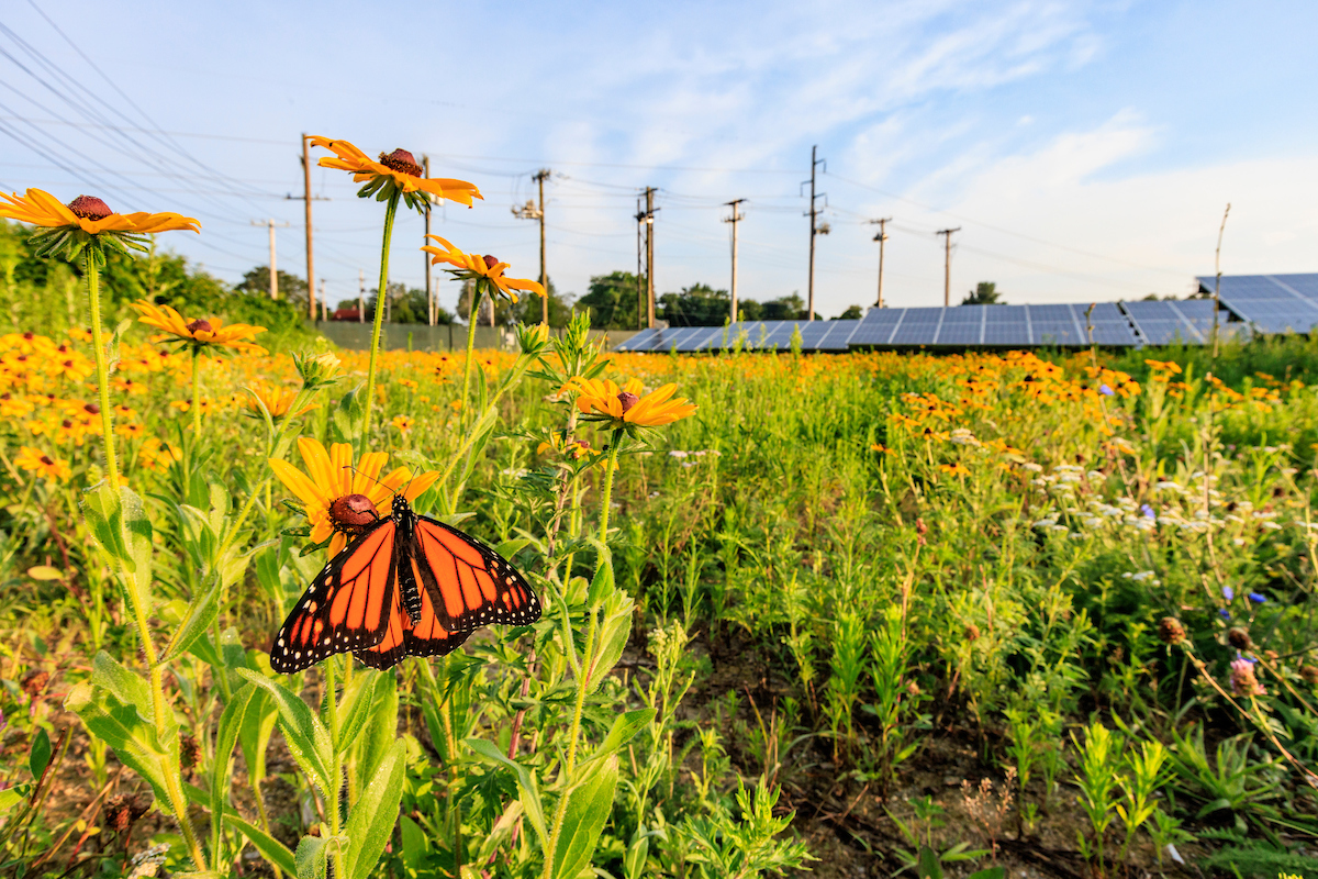 CVE solar site in Acushnet, Massachusetts.